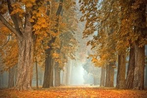 autumn landscape