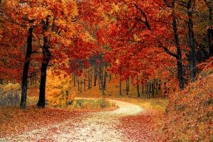 The colors
