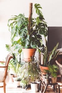 plants as one of the items you should leave behind when moving