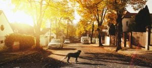 A peaceful street.