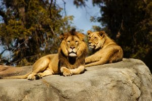 Summer activities in Henderson to see lions