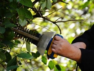 man trimming a bush - Prepare your plants for a long-distance move