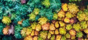 Forest half green half yellow, to symbolize a dilemma of what the best time of year to move to Summerlin is