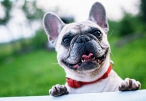 a dog you need to prepare for the move as a part of the dos and don'ts of moving long distance with animals guide