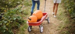 Woman and girl harvesting pumpkins is one of the most fun things to do in Las Vegas this fall 